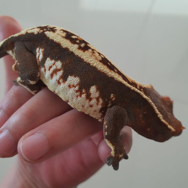 카푸치노
