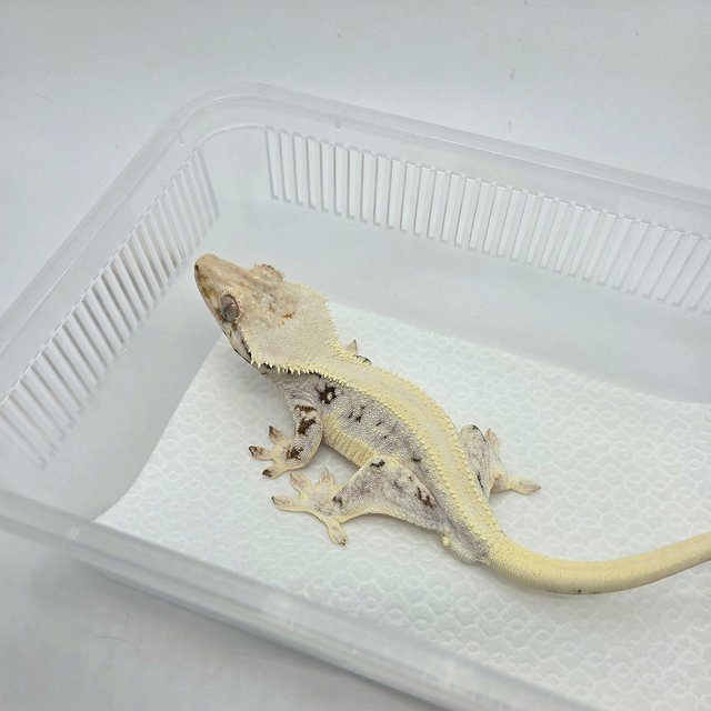 릴리화이트 솔리드백