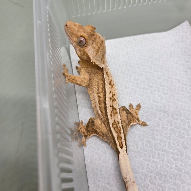 노멀 풀핀 크림시클