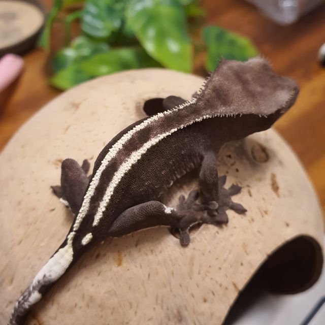 아잔틱