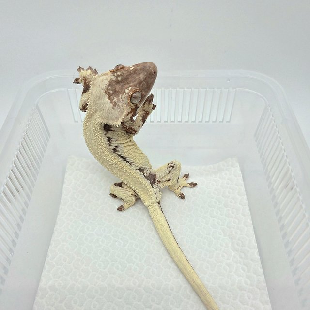 릴리 세이블 솔리드백