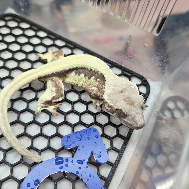 릴리100%헷아잔틱 세이블 100%헷아잔틱 솔리드백