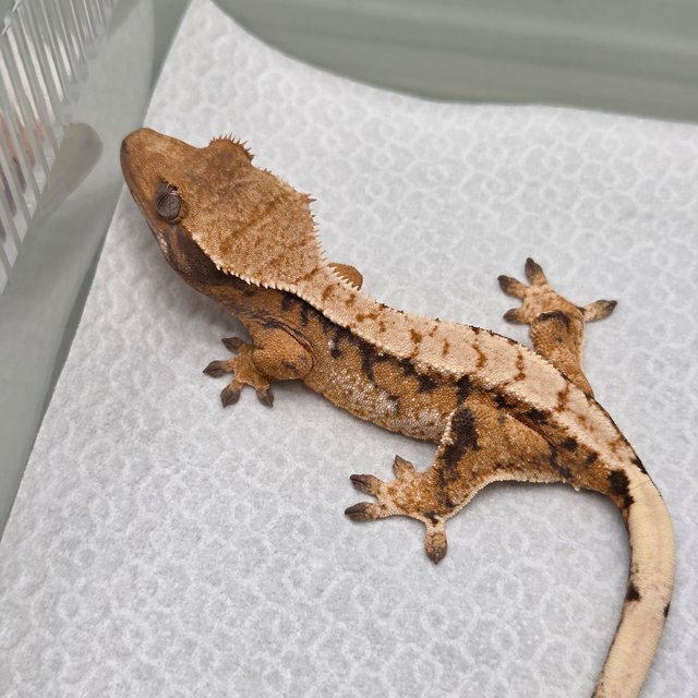 텐저린 트라이 익스트림할리퀸