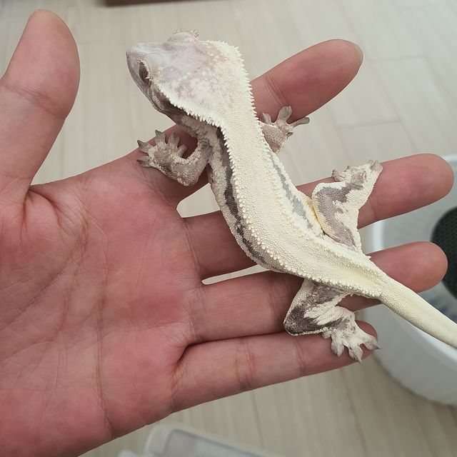 릴리 세이블 판다