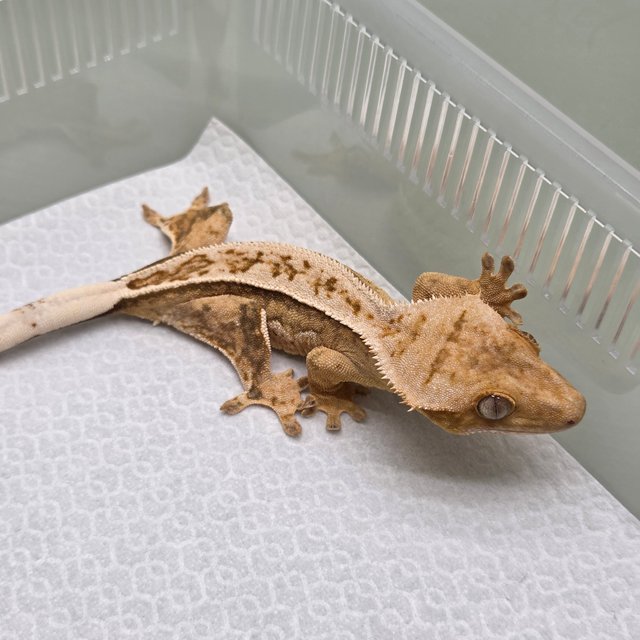 노멀 풀핀 크림시클