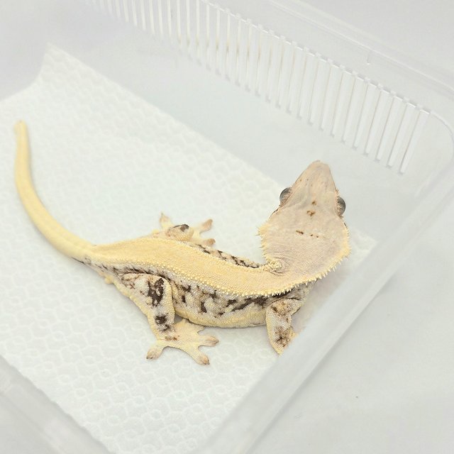 릴리화이트 솔리드백