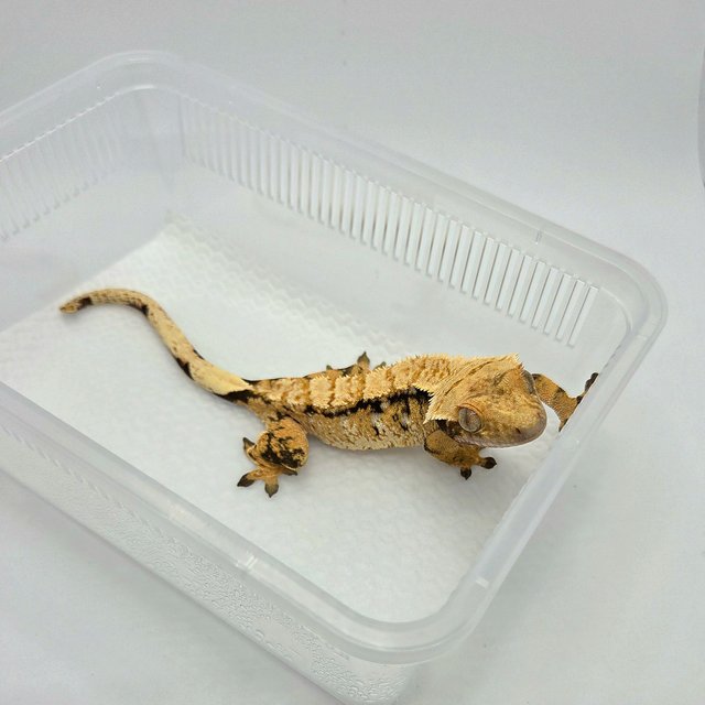 노멀 익스트림할리퀸 드리피