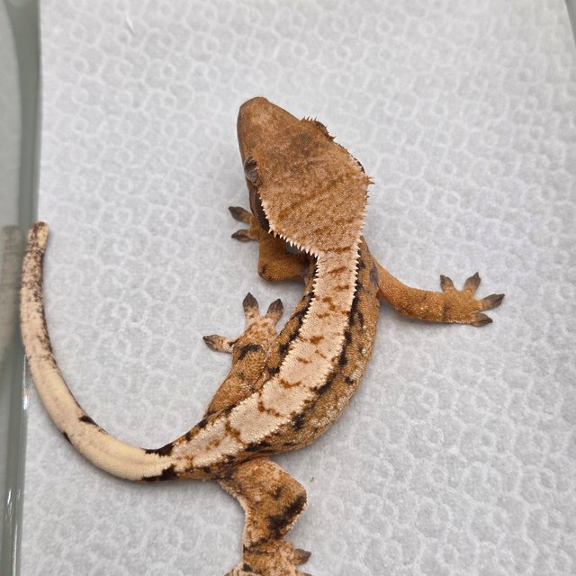 텐저린 트라이 익스트림할리퀸