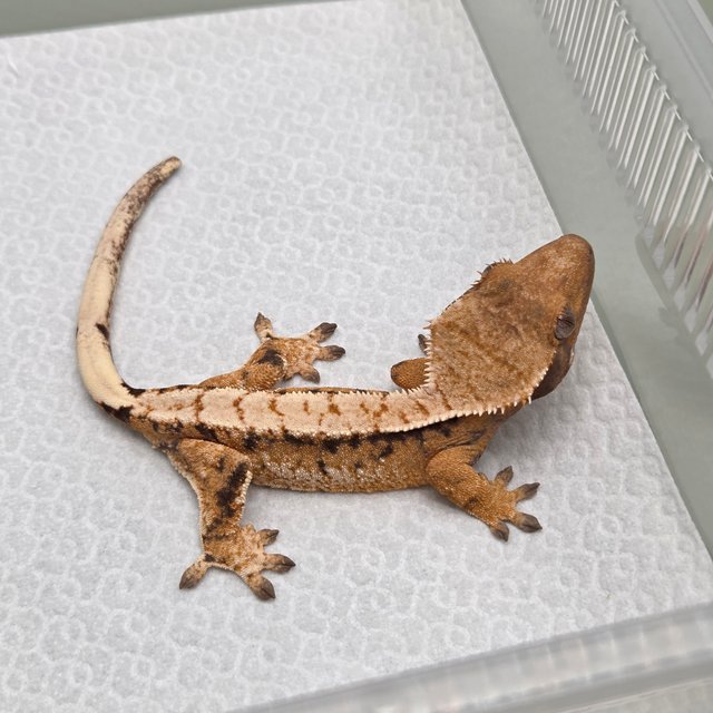 텐저린 트라이 익스트림할리퀸