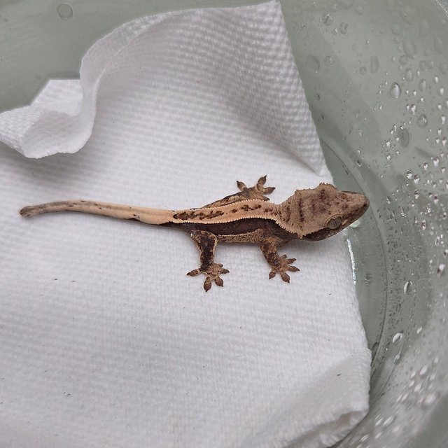 100%헷아잔틱 풀핀