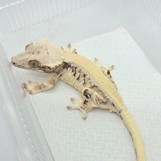 릴리화이트 솔리드백