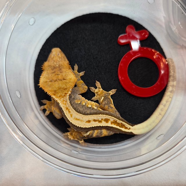 100%헷아잔틱 풀핀