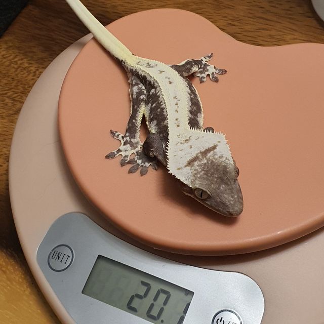 릴잔틱