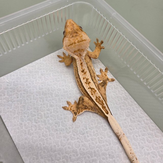 노멀 풀핀 크림시클