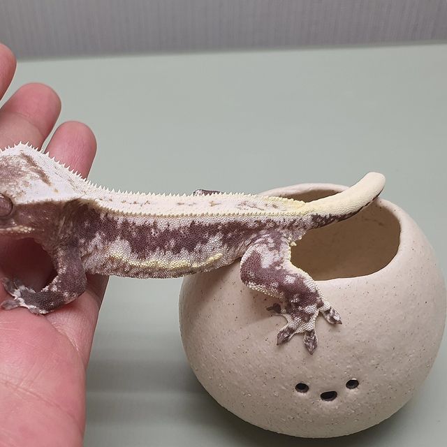 릴잔틱