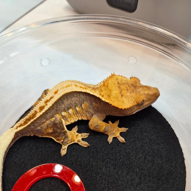 100%헷아잔틱 풀핀