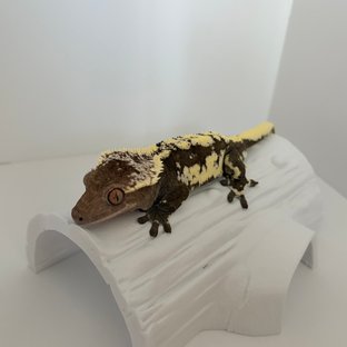 훈