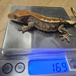카푸치노