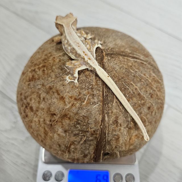 릴리화이트 트라이 풀핀