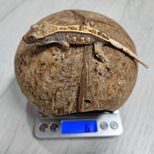 노멀 트라이