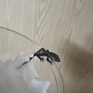 아잔틱