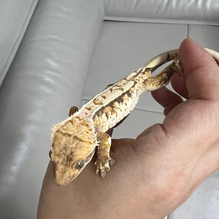 노멀 화이트스팟 드리피