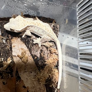 노멀 화이트스팟 트라이 핀스트라이프