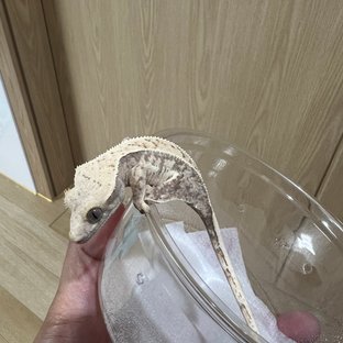 노멀 화이트스팟 트라이 핀스트라이프