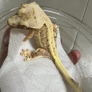 릴리100%헷아잔틱