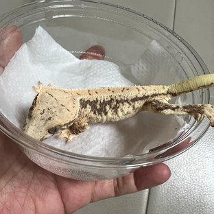 릴리100%헷아잔틱