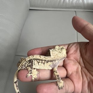 노멀 화이트스팟