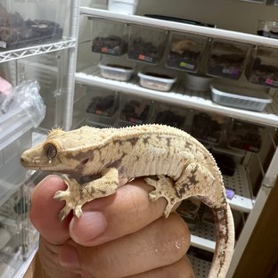 노멀 화이트스팟