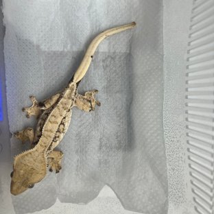 화이트스팟 노멀