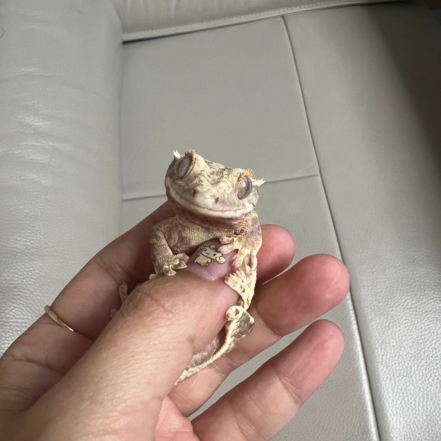 릴리100%헷아잔틱