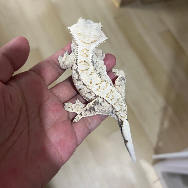 노멀 화이트스팟 화이트포트홀 트라이