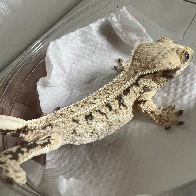 노멀 화이트스팟