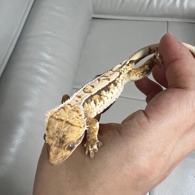 노멀 화이트스팟 드리피