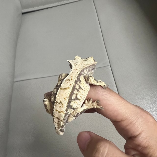 노멀 화이트스팟