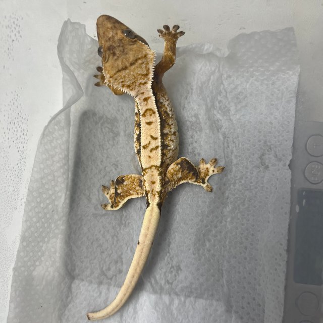 노멀 화이트스팟 드리피