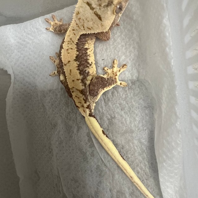 릴리100%헷아잔틱