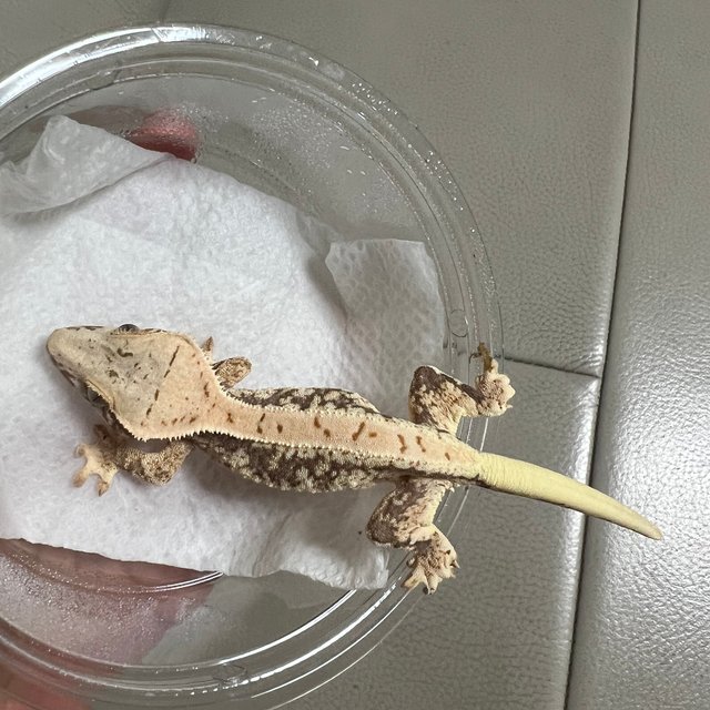 릴리100%헷아잔틱