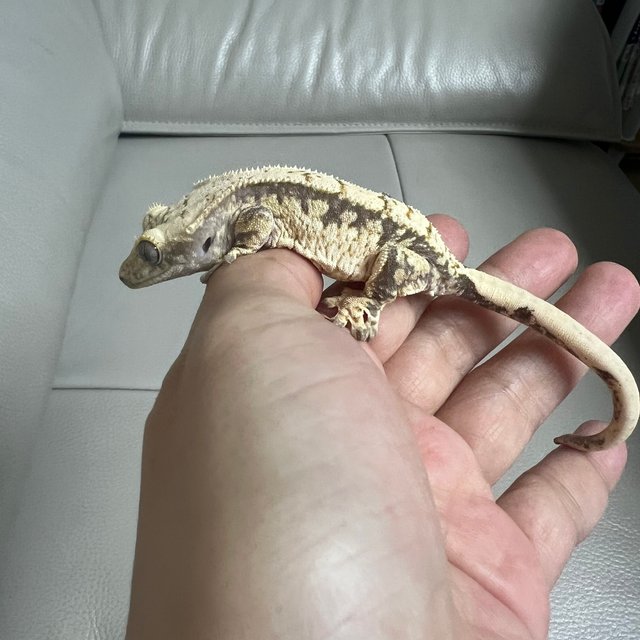 노멀 화이트스팟