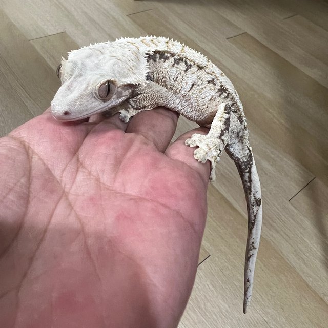 화이트스팟 화이트포트홀 노멀 드리피 트라이