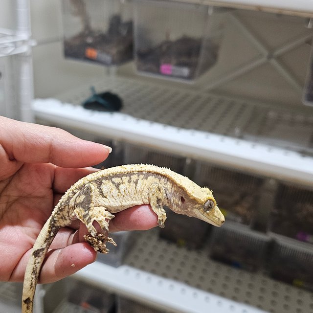 노멀 화이트스팟