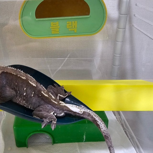 아잔틱 릴리100%헷아잔틱