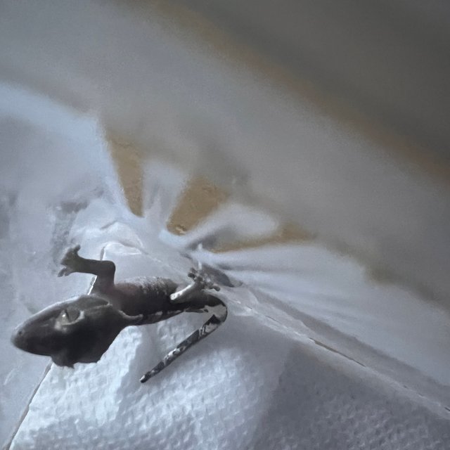 아잔틱 카푸치노