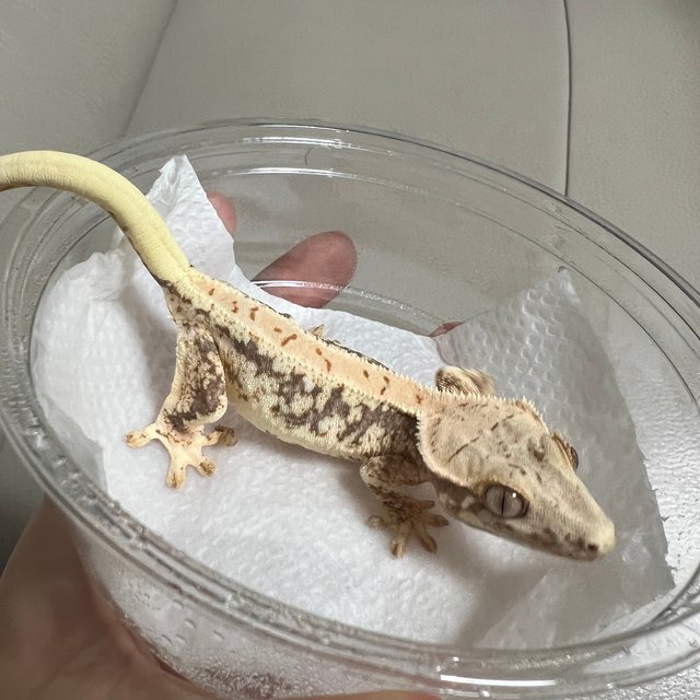 릴리100%헷아잔틱