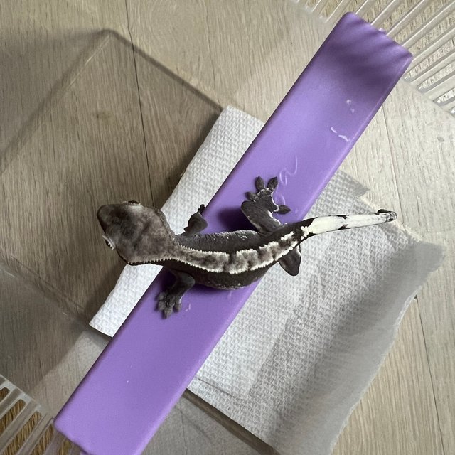 아잔틱 화이트포트홀