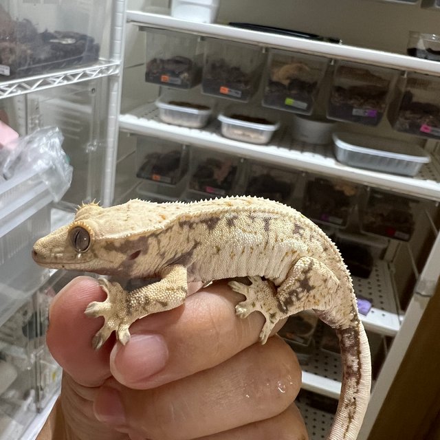 노멀 화이트스팟