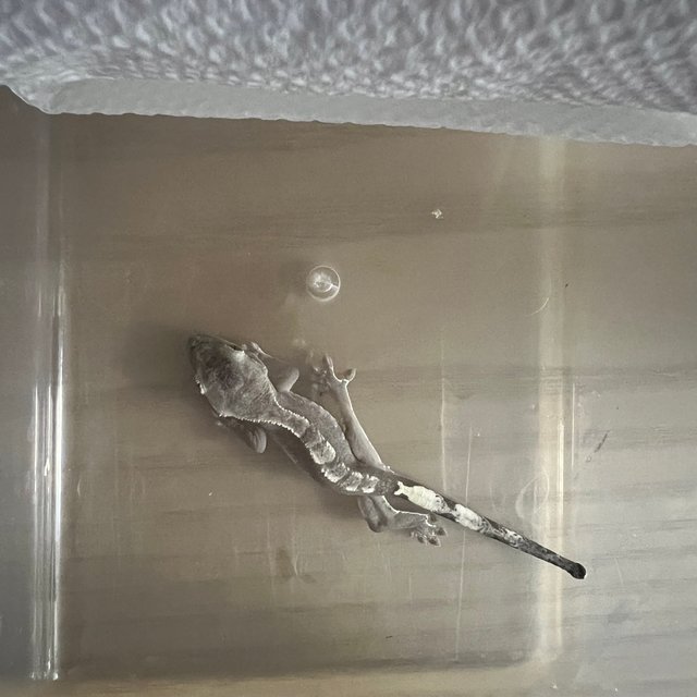 아잔틱 카푸치노